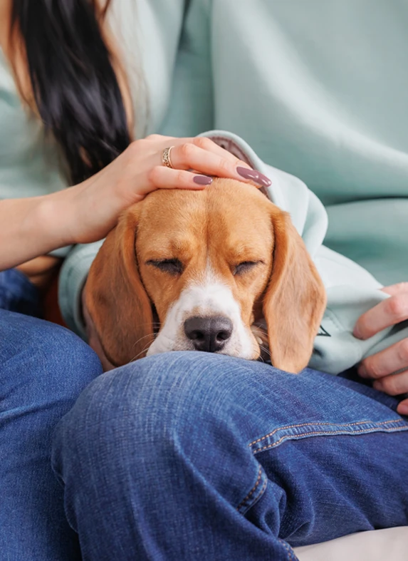 Pet-Scam-img